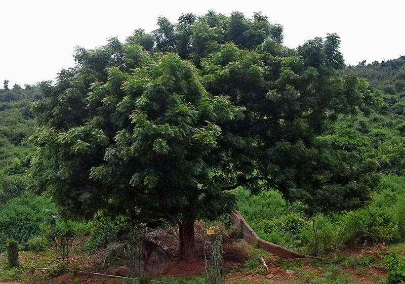 AZADIRACHTA INDICA