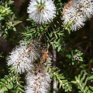 CALLISTEMON SALIGNUS