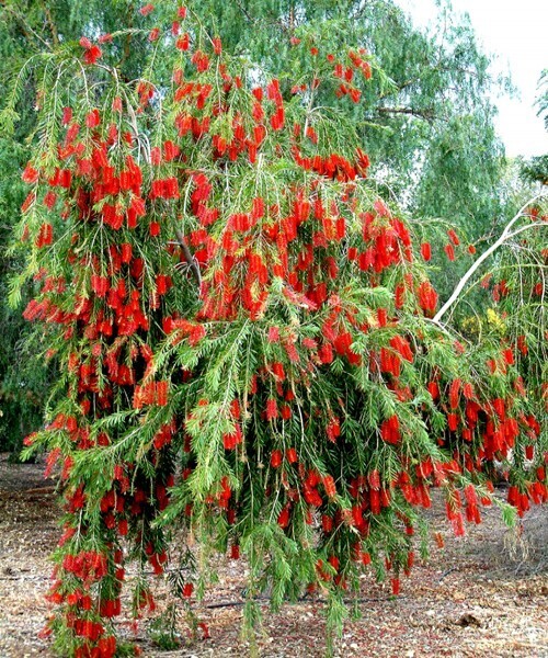 CALLISTEMON VIMINALIS