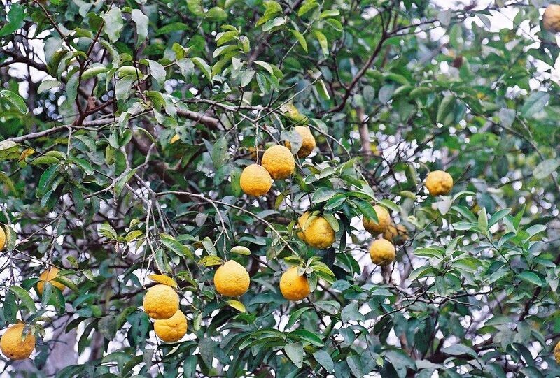 CITRUS LIMON