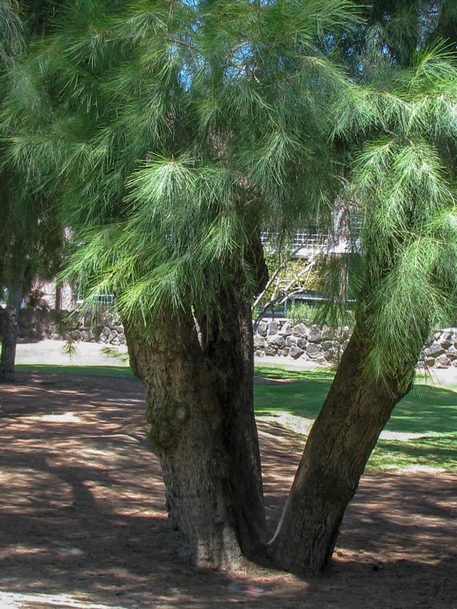 CASUARINA EQUISETIFOLIA