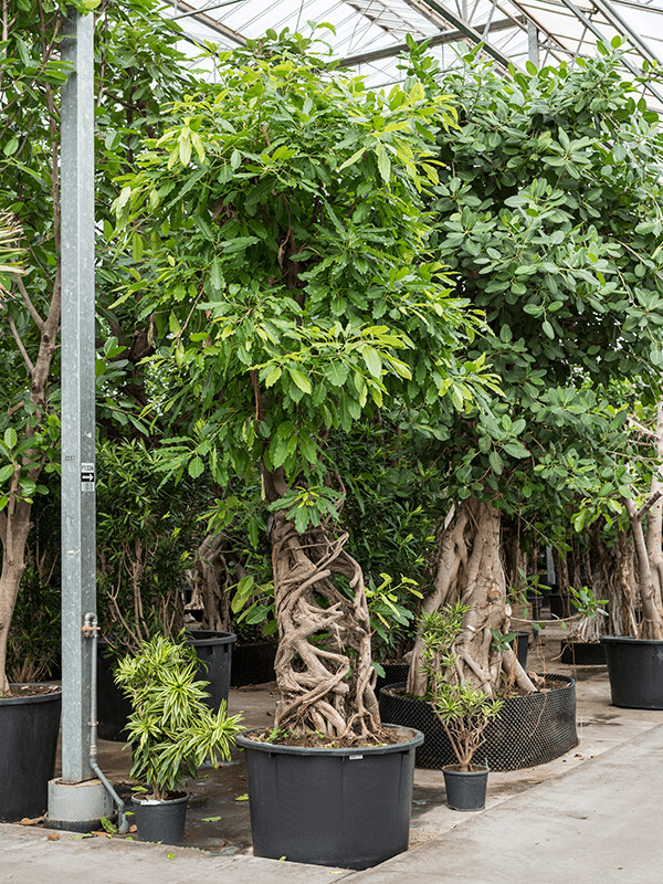 FICUS ALTISSIMA