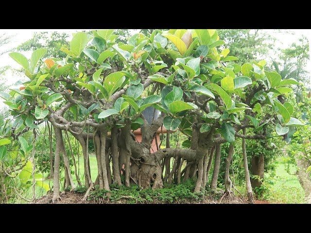 FICUS BENGHALENSIS