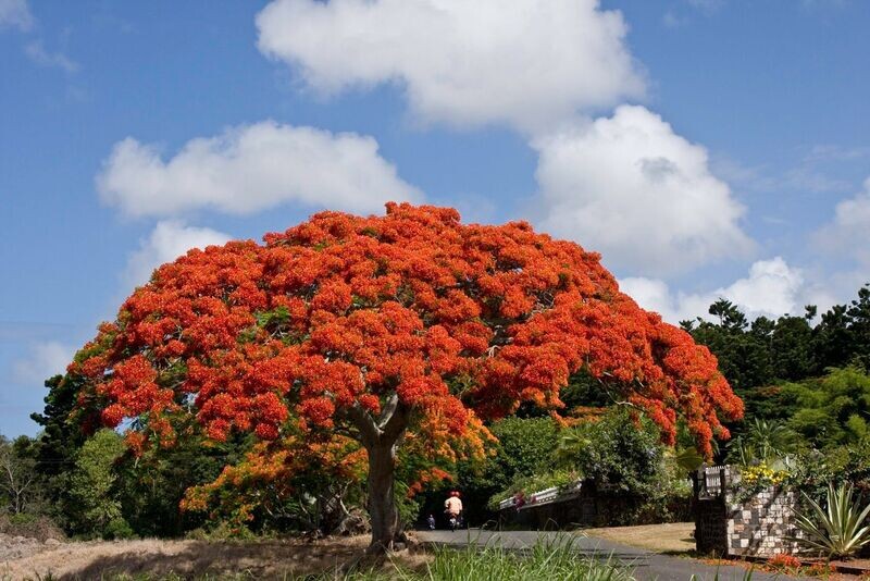 DELONIX REGIA