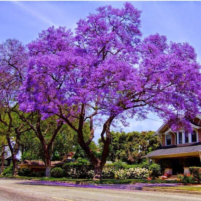JACARANDA MIMOSIFOLIA