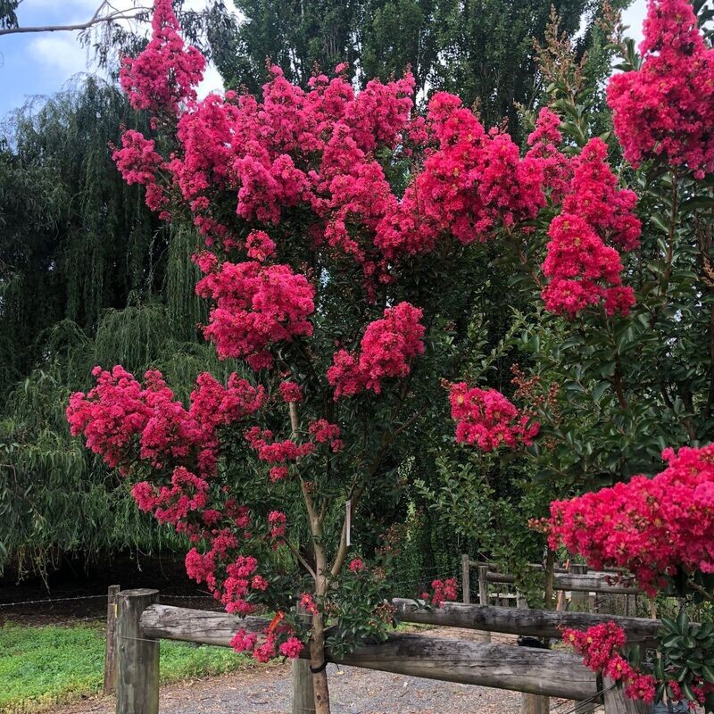 LAGERSTROEMIA INDICA