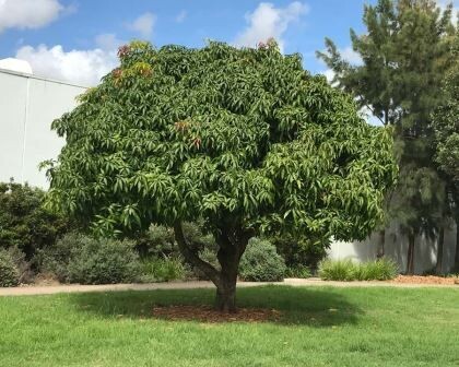 MANGIFERA INDICA