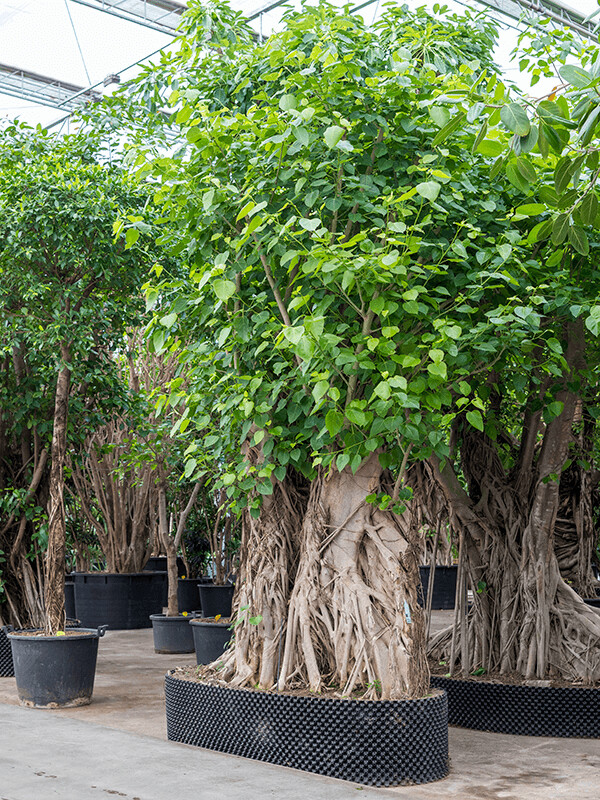 FICUS RELIGIOSA