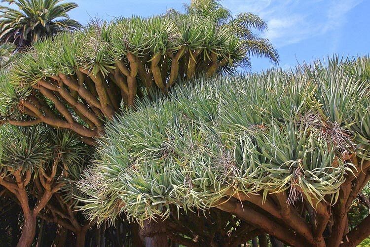 DRACAENA DRACO (DRAGON TREE)