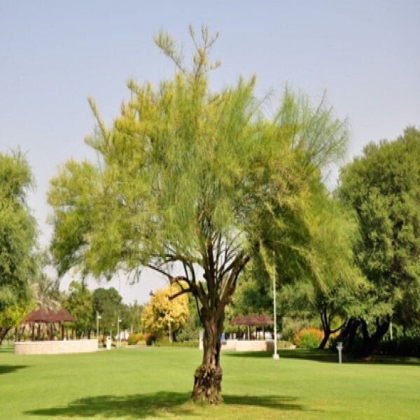 PARKINSONIA ACULEATA