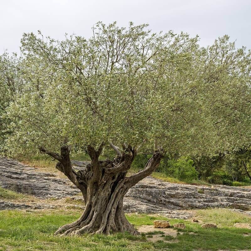 OLEA EUROPAEA