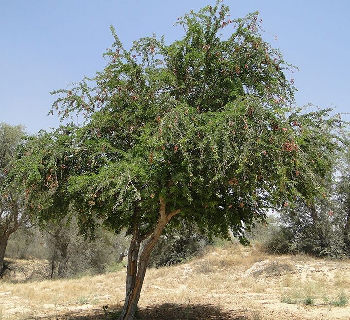 PITHECILLOBIUM DULCE