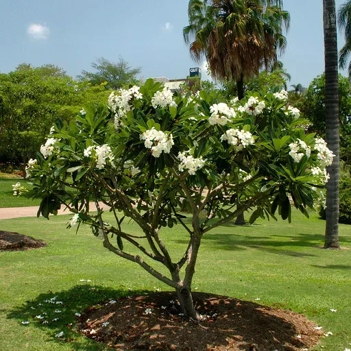 PLUMERIA OBTUSA