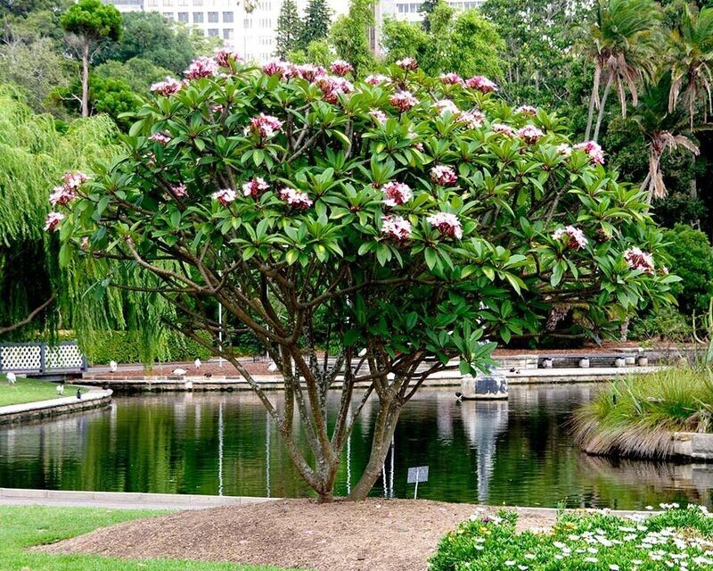 PLUMERIA RUBRA