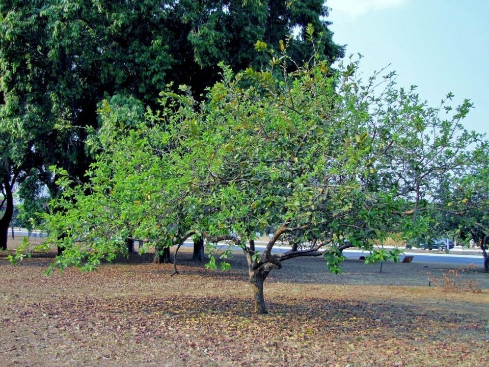 PSIDIUM GUAJAVA