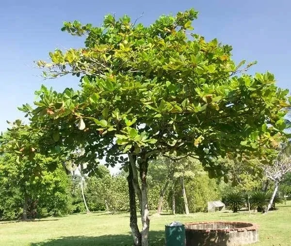 TAMARINDUS INDICA