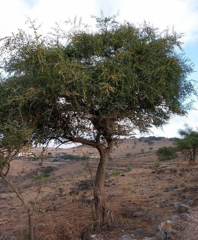 ZIZIPHUS SPINA-CHRISTII