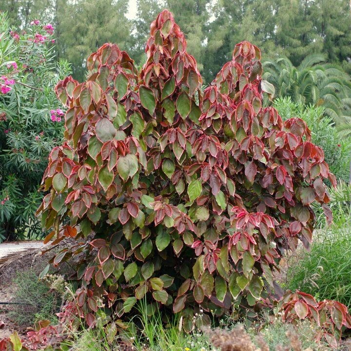 ACALYPHA WILKESIANA