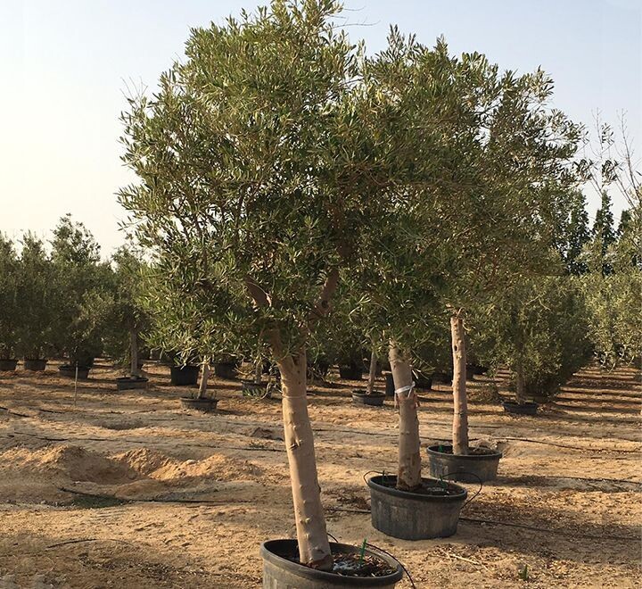 Olive tree