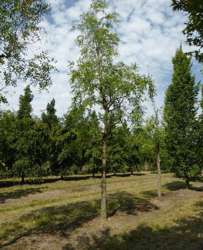 ZIZIPHUS JUJUBA