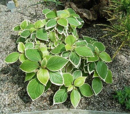 ACALYPHA VARIEAGATA