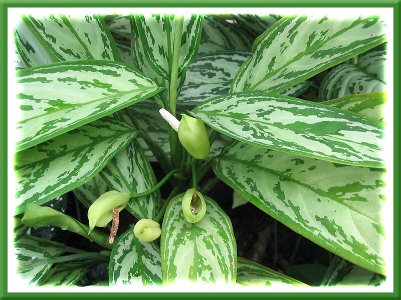 AGLAONEMA 'SILVER QUEEN'