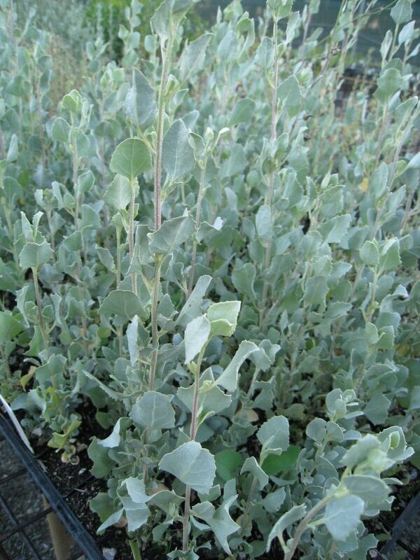 ATRIPLEX NUMMILARIA