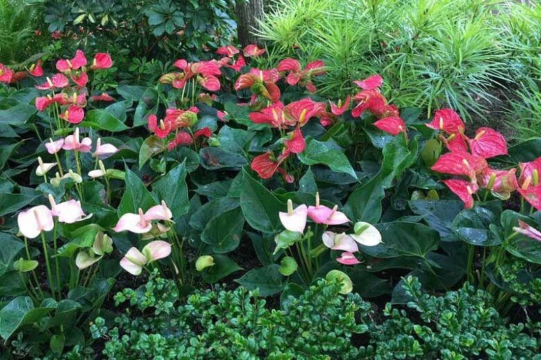 ANTHURIUM ANDRAENUM