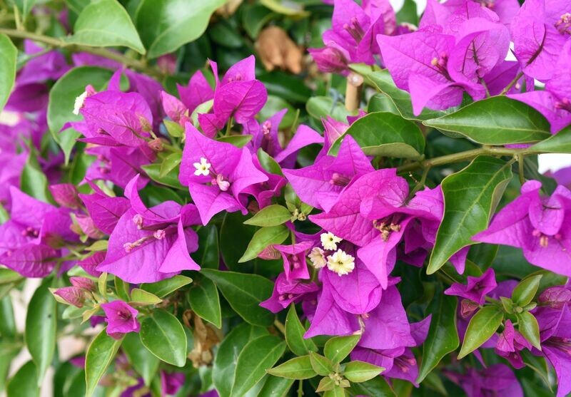 BOUGAINVILLEA GLABRA