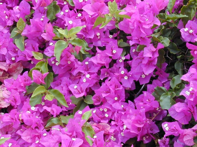 BOUGAINVILLEA SPECTABILIS