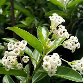 CESTRUM DIURNUM