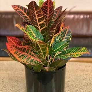 CODIAEUM VARIEGATUM