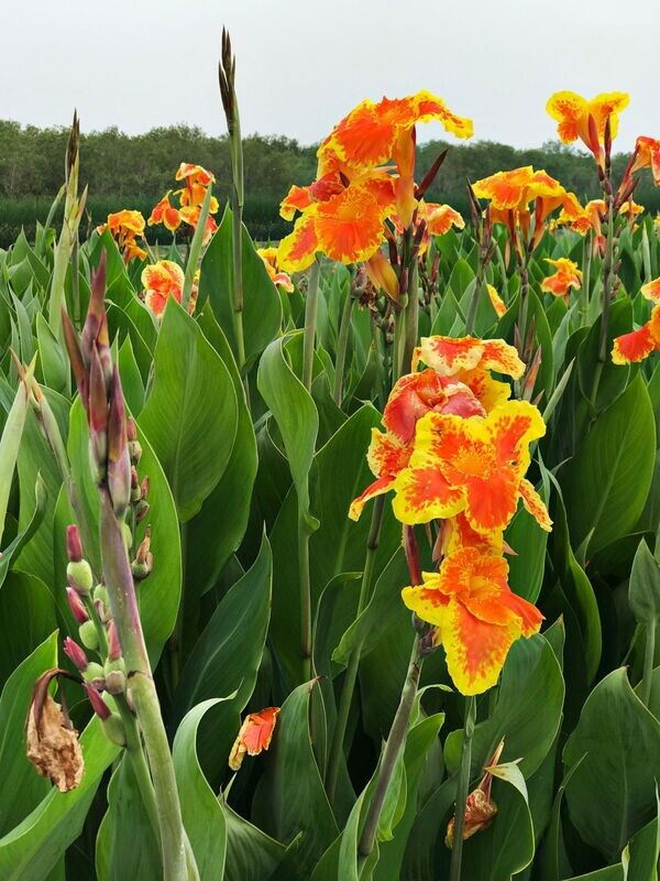 CANNA INDICA