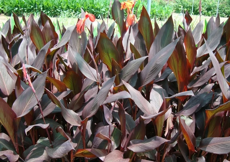 CANNA INDICA PURPUREA