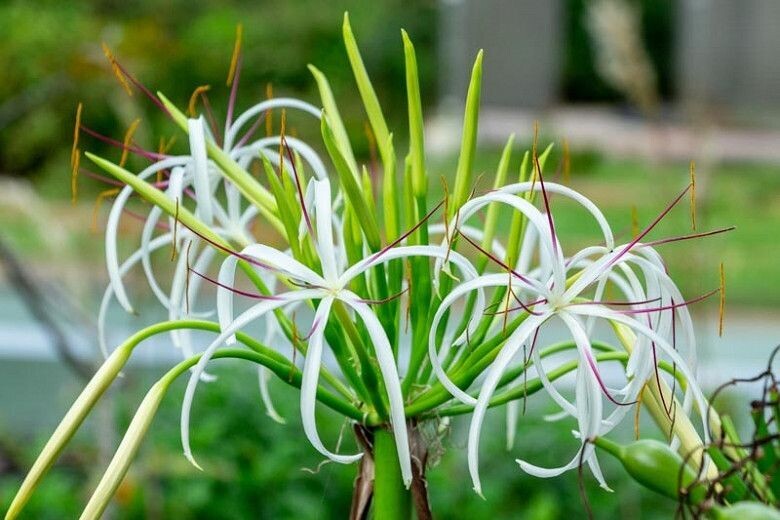 CRINUM ASIATICUM