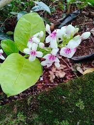 ERANTHEMUM RETICULATUM