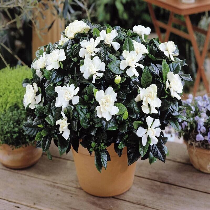 GARDENIA JASMINOIDES