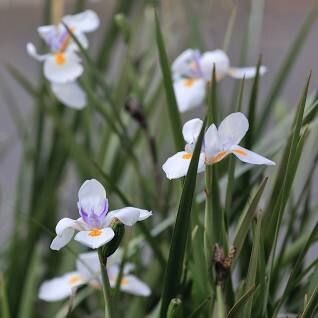 DIETES GRANDIFLORA