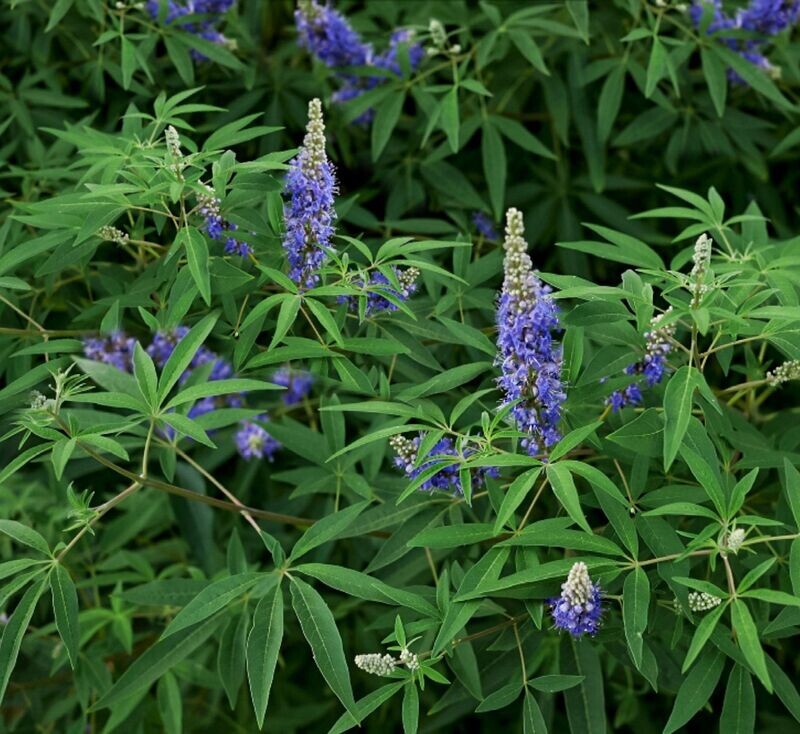 DURANTA REPENS