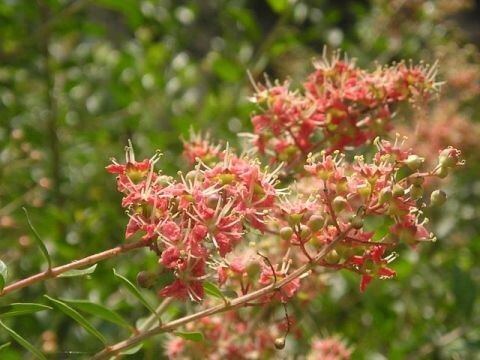 LEUCOPHYLLUM FRUTESCENS