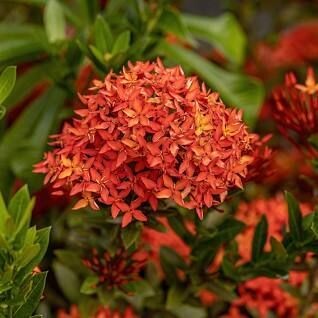 IXORA CHINENSIS