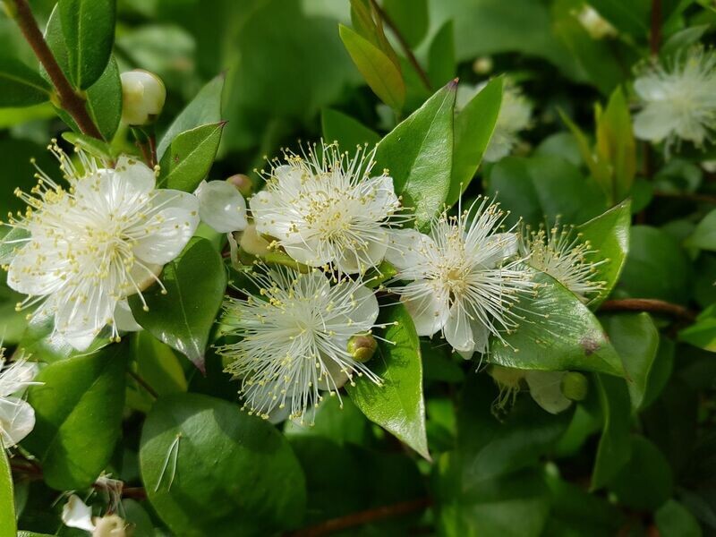 MYRTUS COMMUNIS