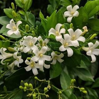 MURRAYA EXOTICA