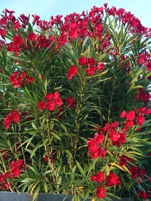 NERIUM OLEANDER