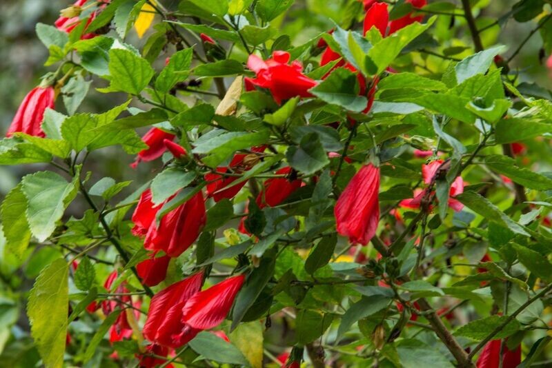 MALVAVISCUS ARBOREUS