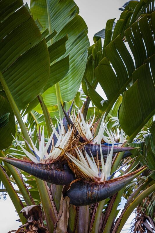 STRELITZIA NICOLAI