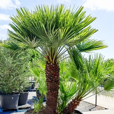 CHAMAEROPS HUMILIS