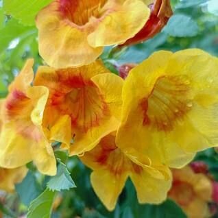 TECOMA SMITHII