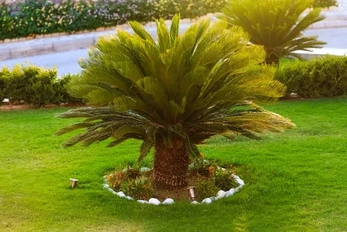 CYCAS REVOLUTA