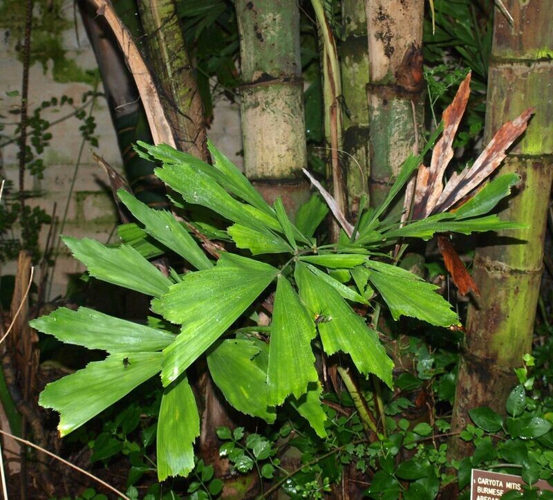 CARYOTA MITIS